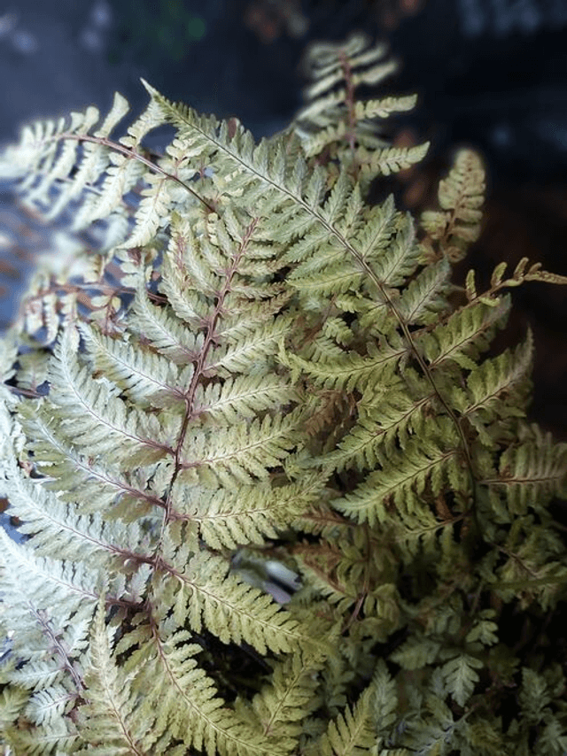 Athyrium nipponicum &#039;Silver Falls&#039; plug plant