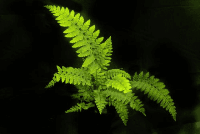 Polystichum setiferum &#039;Wollastonii&#039; 9cm