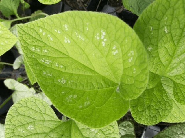 Brunnera macrophylla &#039;Langtrees&#039;