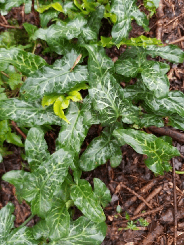 Arum italicum &#039;Marmoratum&#039;/&#039;Pictum&quot; P9 (0.5 litre)