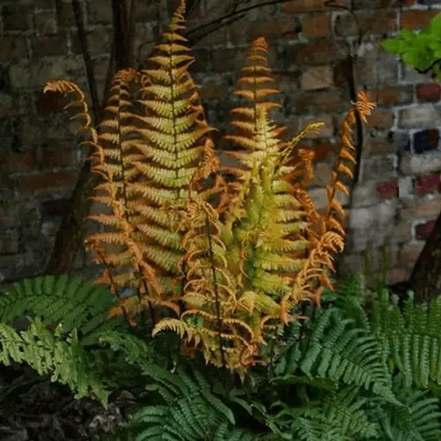 Dryopteris wallichiana &#039;Jurassic Gold&#039; 2 litre