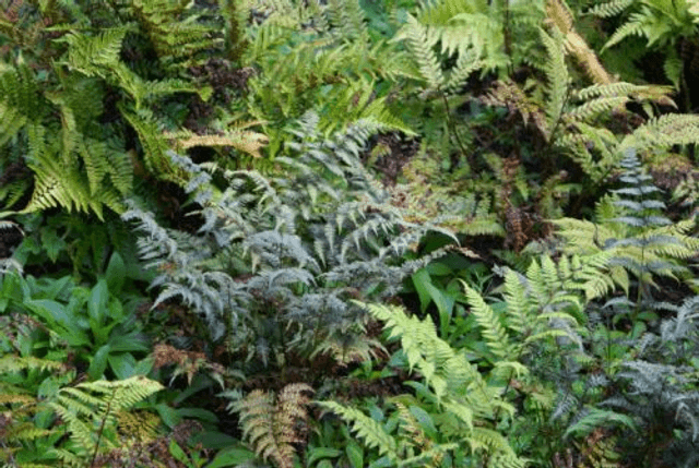 Athyrium nipponicum &#039;Pictum&#039; Japanese Painted Fern P11