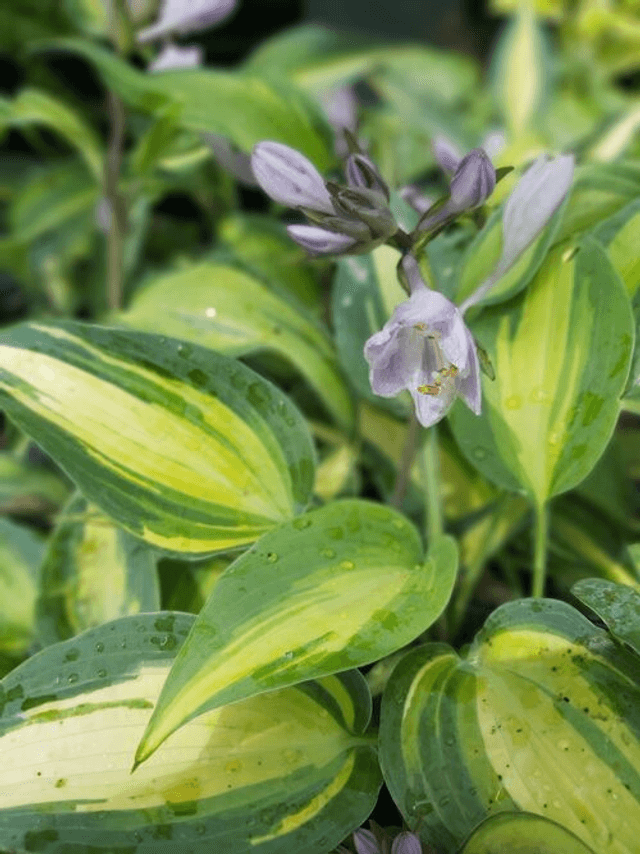 Hosta &#039;Touch of Class&#039; P9