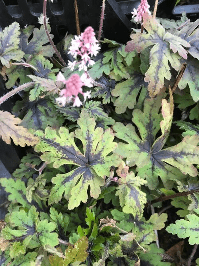 Tiarella &#039;Angel Wings&#039; P9