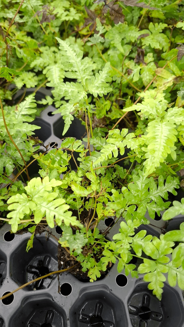 Pteris argyraea (Silver Brake) plug plant