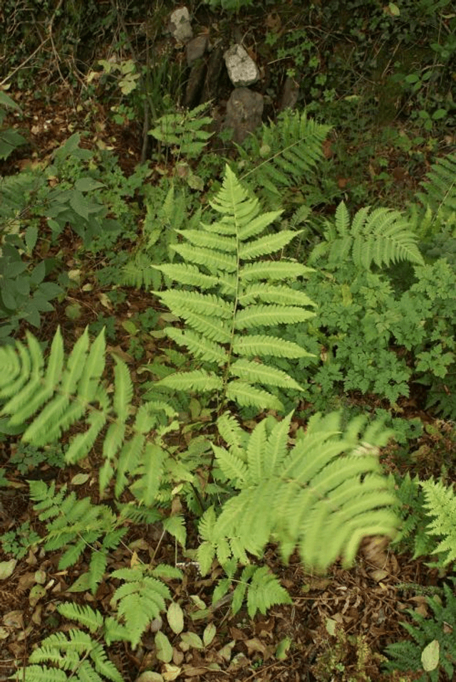 Dryopteris goldiana - Goldie&#039;s Fern 1 litre