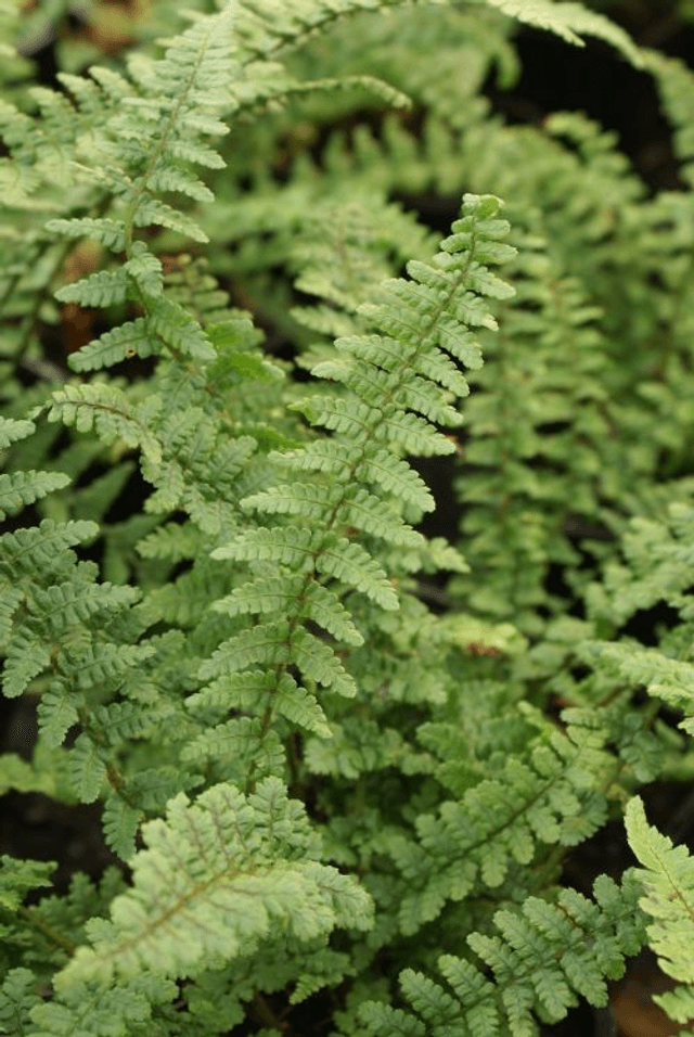 Dryopteris affinis &#039;Pinderi&#039; 9cm