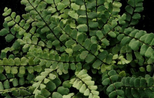 Asplenium trichomanes -Maidenhair Spleenwort plug plant