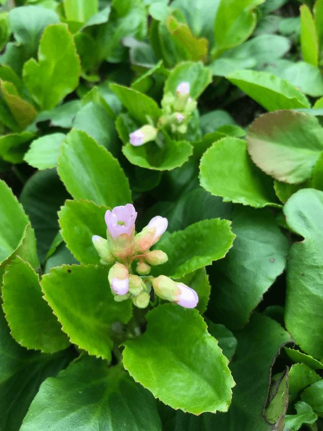 Bergenia &#039;Baby Doll&#039; P9