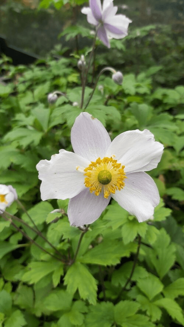Anemone &#039;Ruffled Swan&#039; P9
