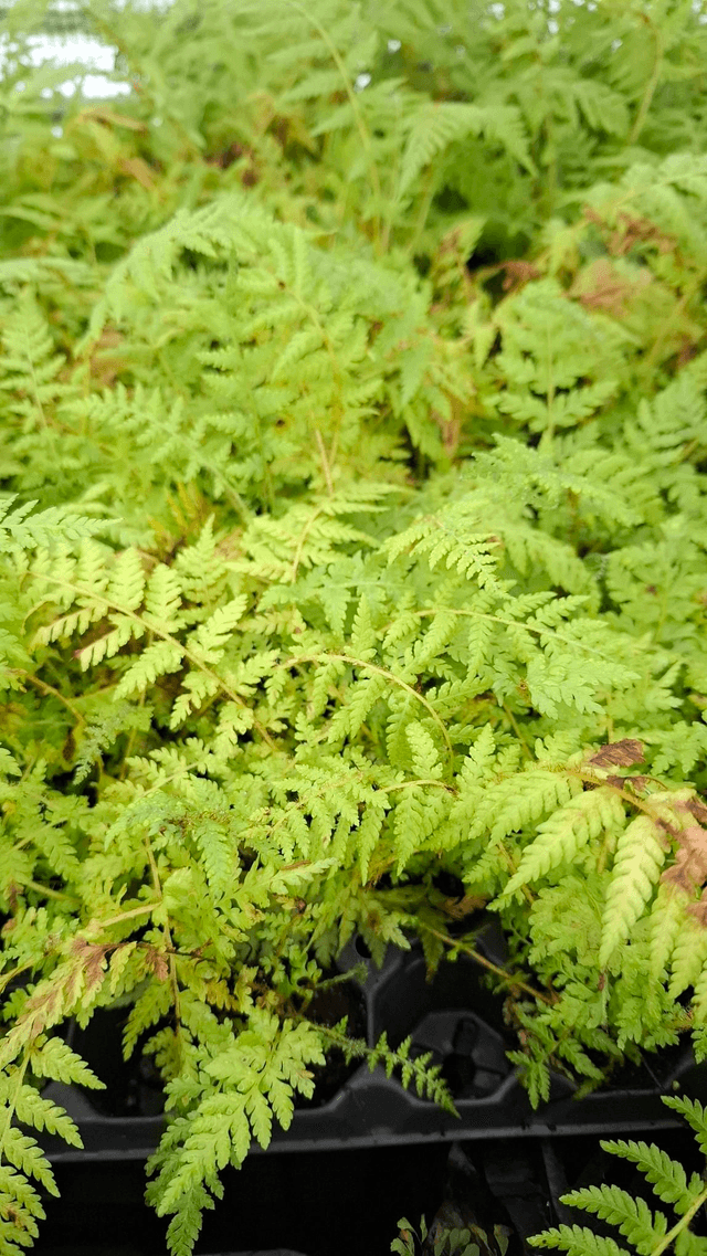 Cyathea cooperi - Australian Tree Fern