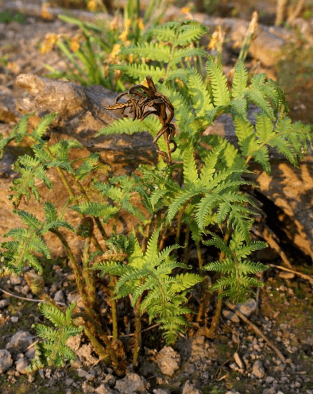 Matteuccia orientalis Oriental Ostrich Fern 1 litre