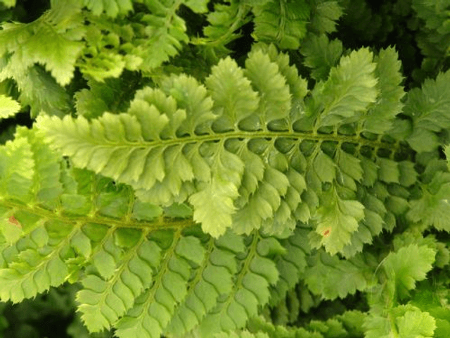 Polystichum setiferum &#039;Congestum&#039; AGM 1 litre