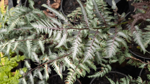 Athyrium nipponicum &#039;Pewter Lace&#039; 1 litre
