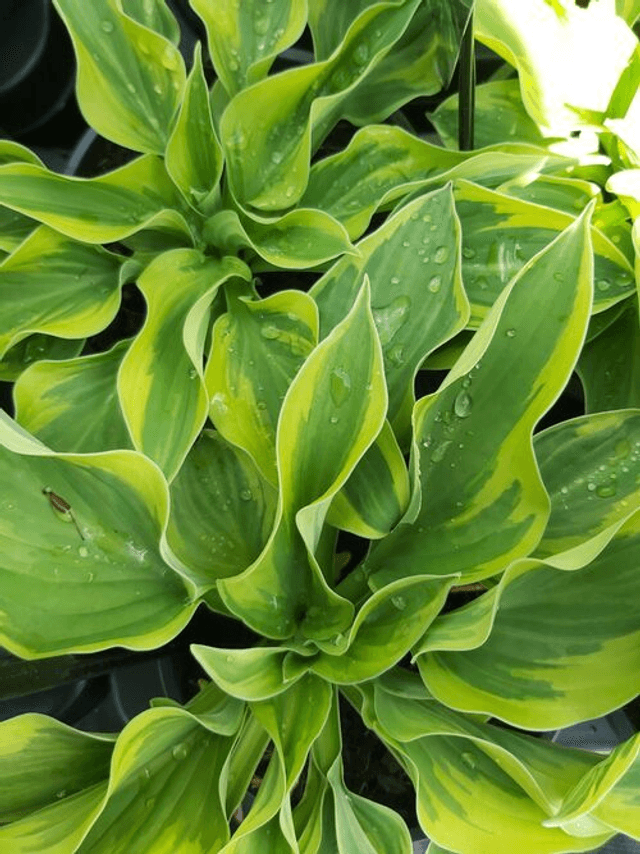 Hosta &#039;Wide Brim&#039;