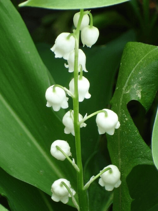 Convallaria majalis - Lilly of the Valley 1 litre