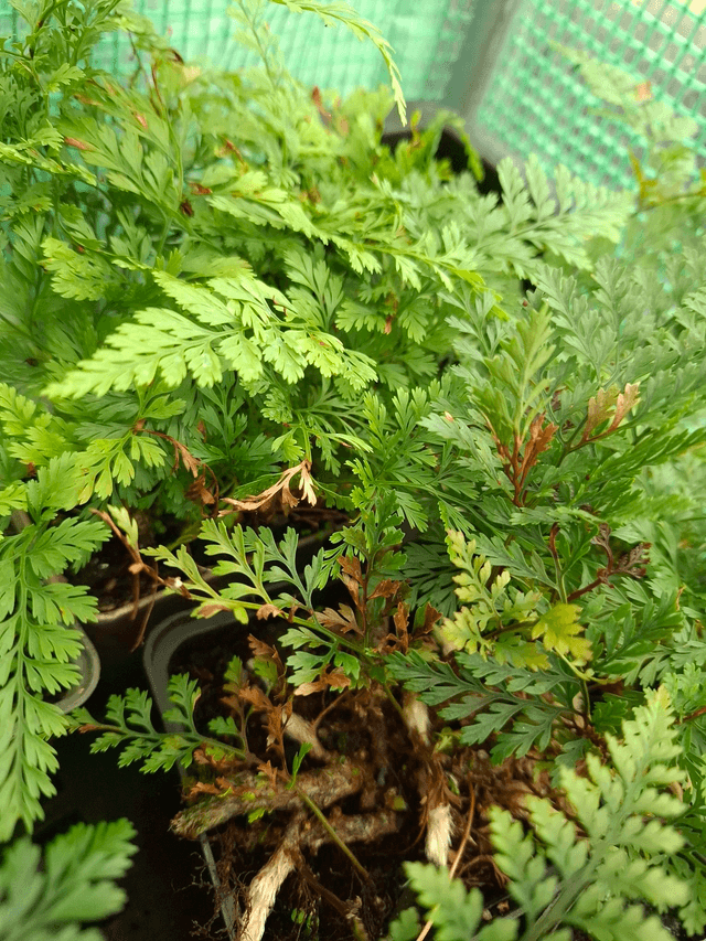 Davallia tyermanii - White Rabbit Foot Fern 9cm
