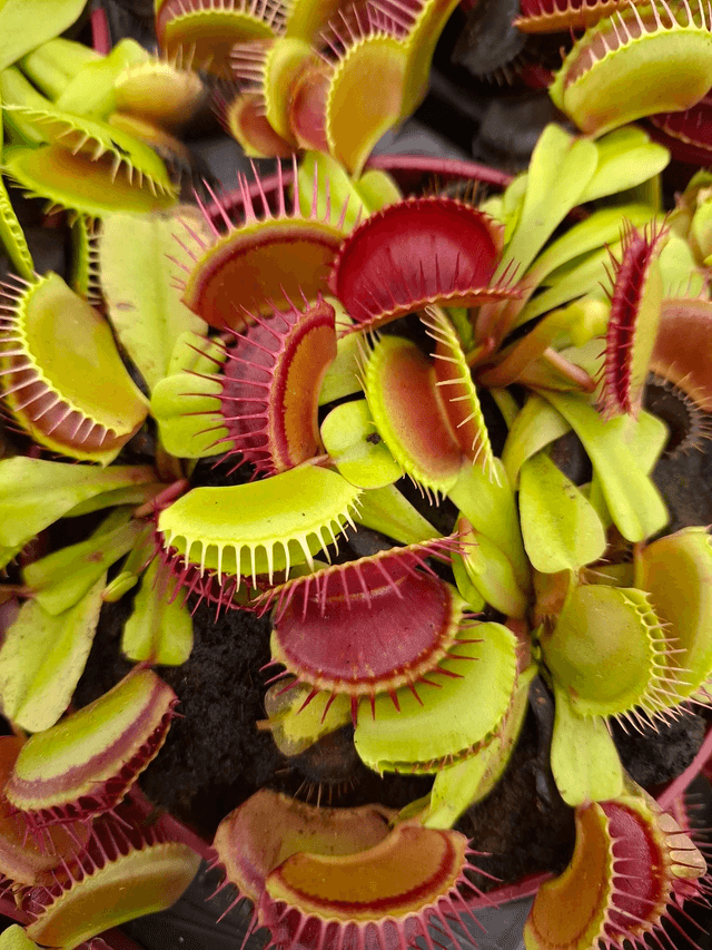 Dionaea muscipula - Venus Fly Trap P9