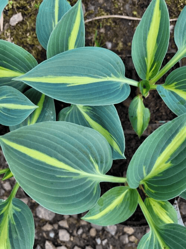Hosta &#039;Party Popper&#039; P9