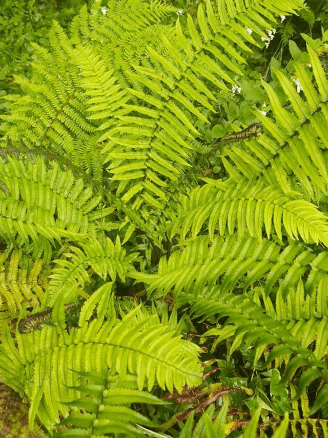 Dryopteris cycadina 9cm