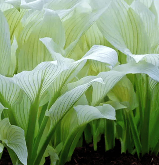 Hosta &#039;White Feather&#039; P9