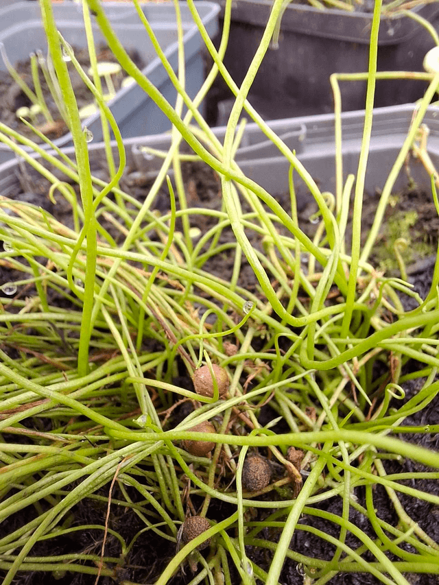 Pilularia globulifera P9 (0.5l)
