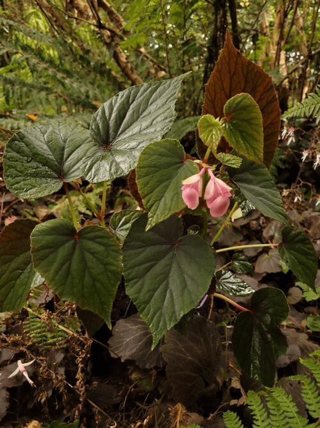 Begonia grandis subsp. evansiana p9