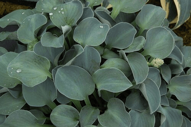 Hosta &#039;Blue Mouse Ears&#039; 1 litre
