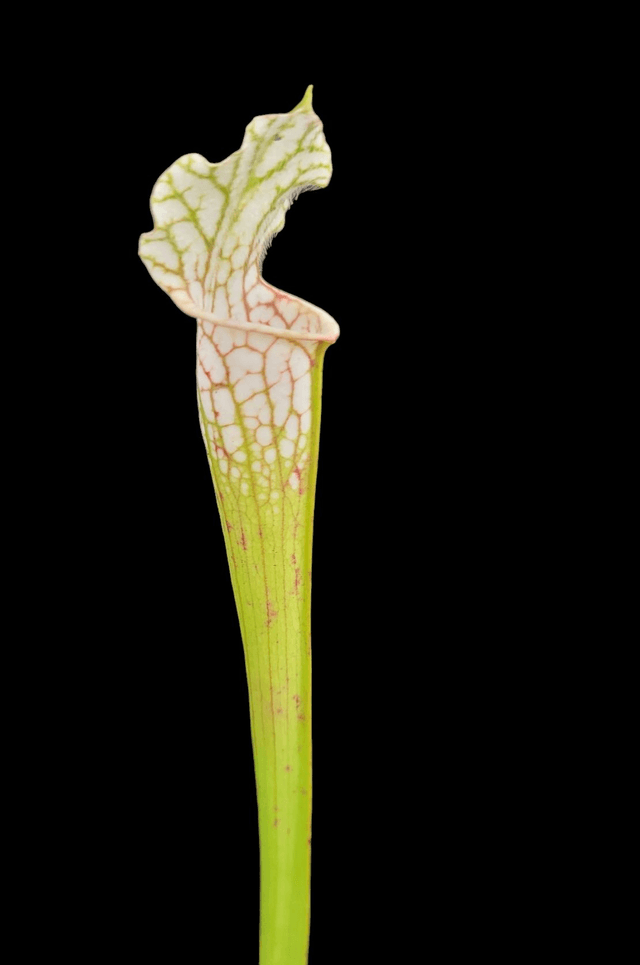 Sarracenia leucophylla - White Pitcher Plant 9cm