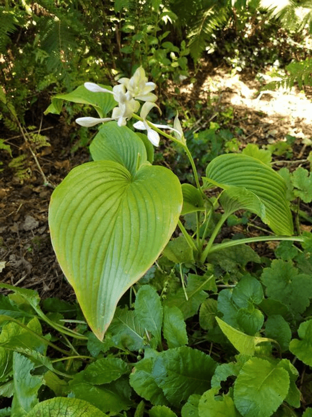 Hosta &#039;T-Rex&#039;