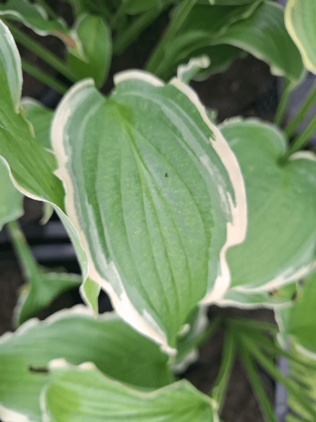 Hosta &#039;Spring Fling&#039; 1 litre