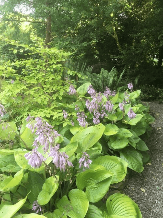 Hosta &#039;Sum and Substance&#039; 