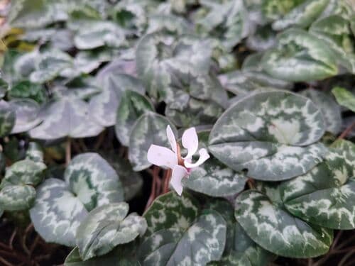 Cyclamen hederifolium 'Amaze Me' (White) 1 litre